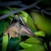 Kalon ramenaty - Cynopterus brachyotis - Lesser Short-nosed Fruit Bat o4121